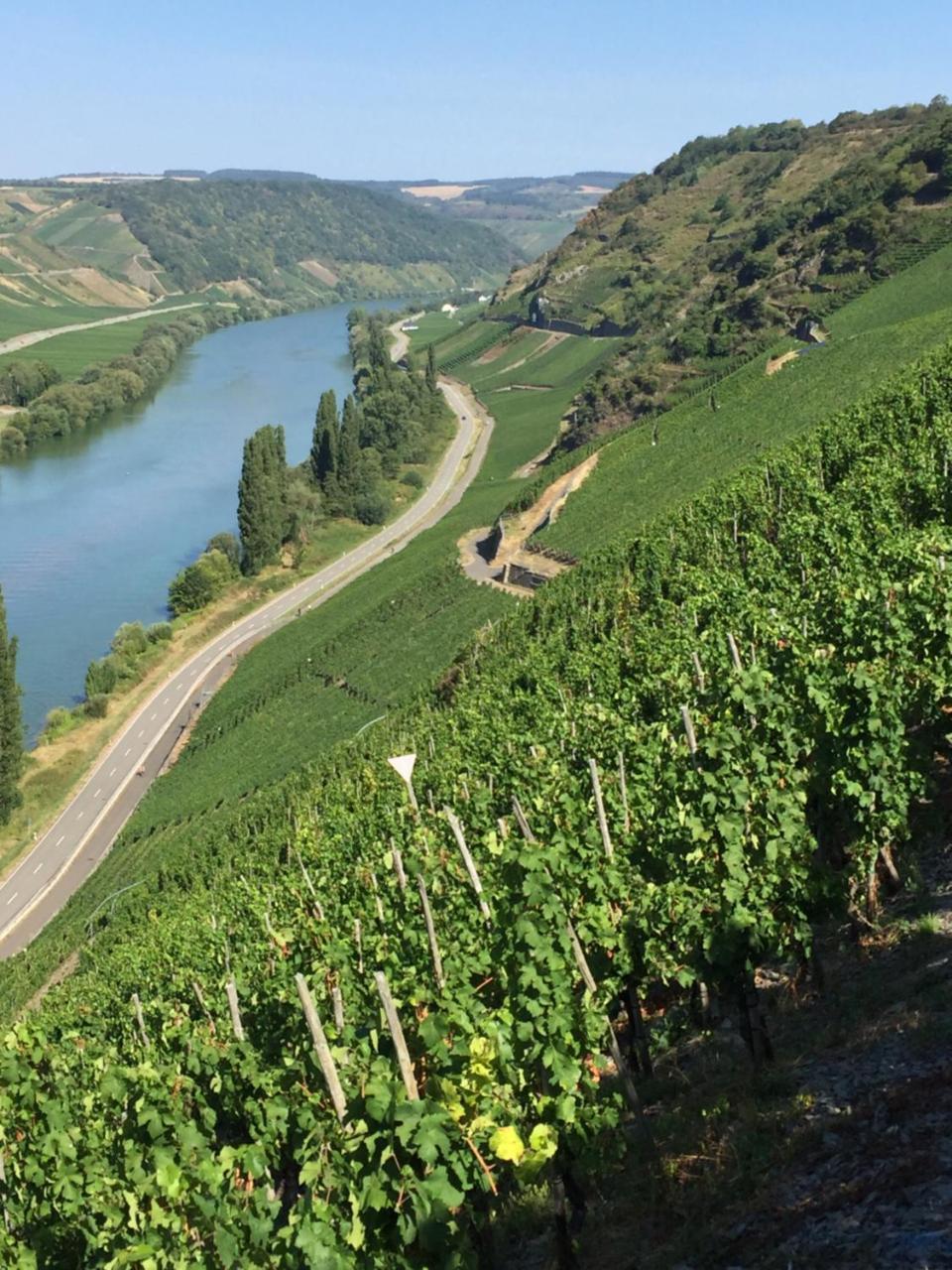 Weingut & Gaestehaus Edwin Hoffmann Trittenheim Eksteriør bilde